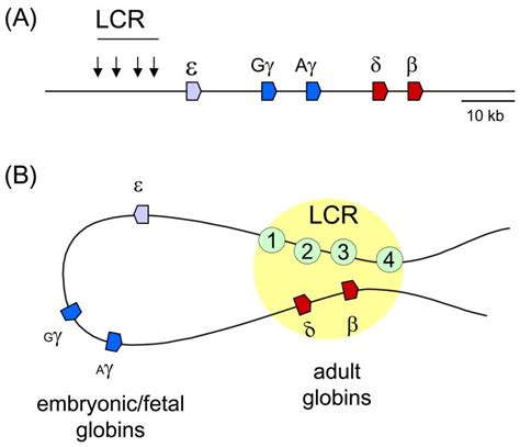 Epigenetics Of Beta Globin Gene Regulation Abstract Europe PMC