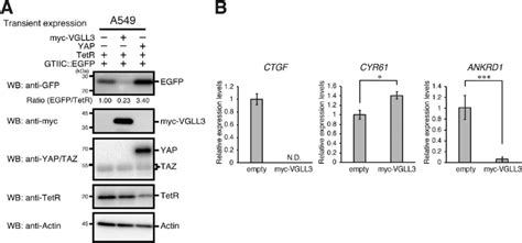 VGLL3 Target Genes Are Distinct From Those Of YAP TAZ A A549 Cells