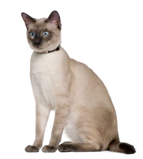 Siamese Cat | Cat Breed Info And Characteristics