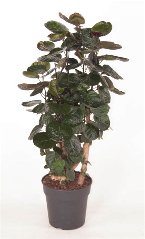 Polyscias Fabian Pot 27 Cm H 130 Cm Tuincentrum Bull