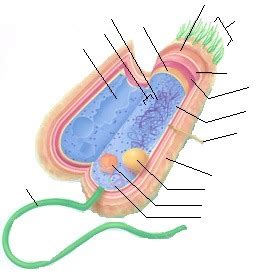 Bacterial Cell Structure Labeling Diagram Quizlet