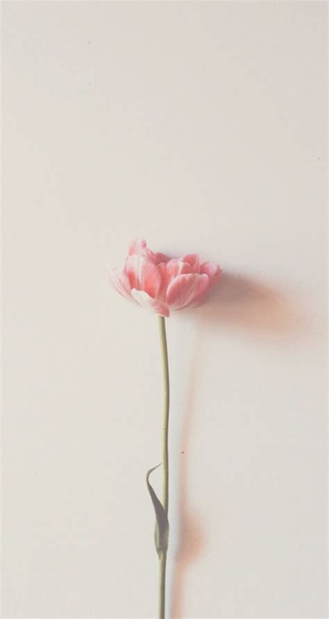 Spring Flower Minimalist Wallpapers Wallpaper Cave