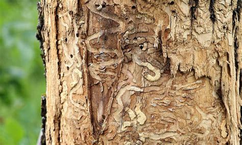 Emerald Ash Borer Massachusetts Cicoria Tree And Crane Service Inc