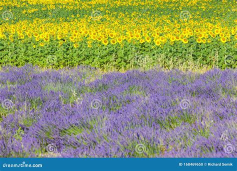 Lavender And Sunflower Fields Provence France Stock Photo Image Of