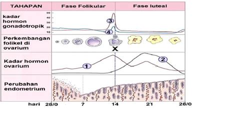 Gambar Siklus Menstruasi Pada Wanita Cari
