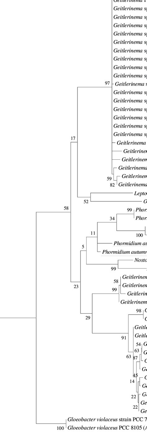 The Maximum Likelihood Ml Phylogenetic Tree Based On The 16s Rdna