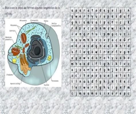 Busca En La Sopa De Letras Algunas Organelas De La Célulamitocondriacitoesqueleto NÚcleo