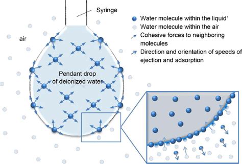 At The Liquid Air Interface There Is A Continuous Exchange Between