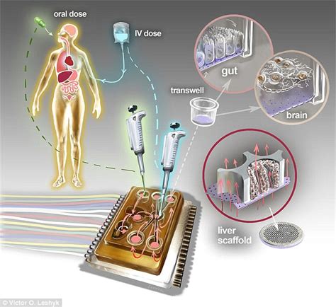 Mit Builds Body On A Chip Device That Stores 10 Artificial Organs