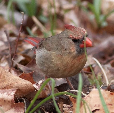 Mating Pair of Northern Cardinals