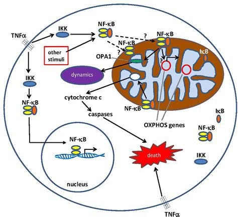 Frontiers What Is Nuclear Factor Kappa B Nf κb Doing In And To The