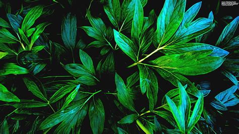 Hd Wallpaper Green Leafed Tree Outside Green Leaf Plant Texture