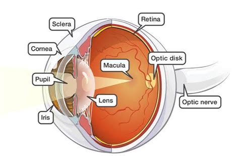 Elementary Structure And Functions Of Eye And Ear W3schools