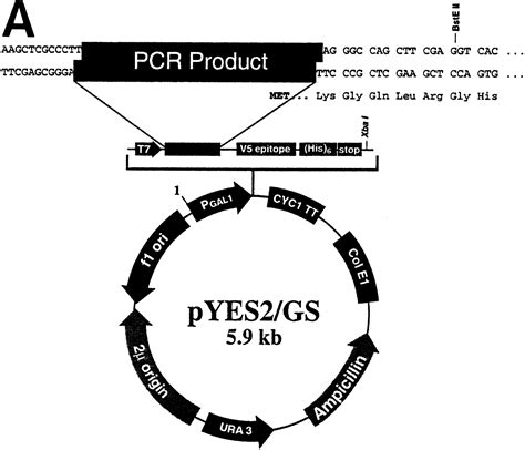 Genome Scale Cloning And Expression Of Individual Open Reading Frames