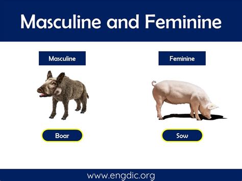 100 Examples Of Masculine And Feminine Gender List Engdic