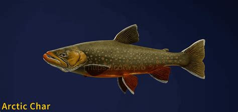 Arctic Char Fish Species COTW The Angler Wiki