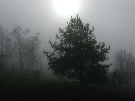 Free Images Tree Nature Forest Branch Silhouette Snow Cloud