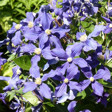 Clematis Integrifolia Durandii Clématite Herbacée Aux Fleurs Dun