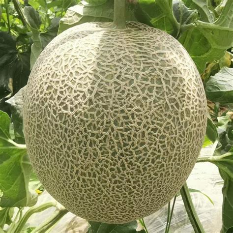 Wholesale Hybrid Sweet Musk Melon Seeds With Good Package For Sale