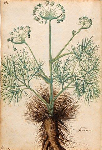 Over Free Botanical Vintage Prints Herbariums Botanical Art