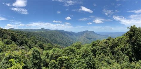 Dorrigo National Park Skywalk Lookout - Aussie Bushwalking