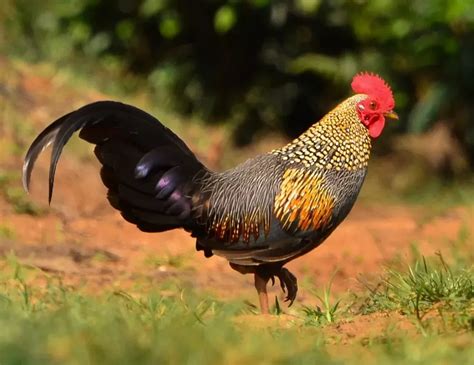 Fun Grey Junglefowl Facts For Kids | Kidadl