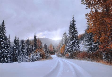 Montana forest winter [5314x3648] : wallpapers