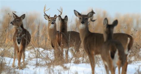 Outdoor Illinois Journal Illinois Hunting Forecast Forest Wildlife