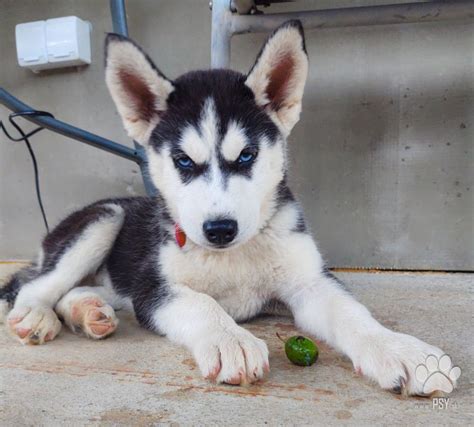 Šteniatko | Inzercia psov | Inzerát č. 18264 | Psy.sk