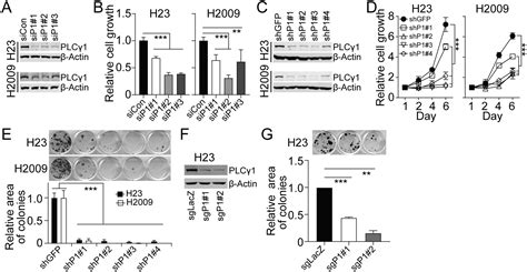 Phosphorylation Of Plcγ1 By Epha2 Receptor Tyrosine Kinase Promotes