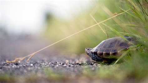 NJDEP Division of Fish & Wildlife - Great Bay Boulevard WMA Terrapin ...