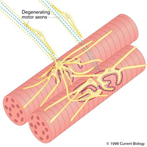 Schwann Cells Dynamic Roles At The Neuromuscular Junction Current Biology