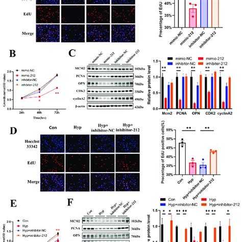 Mir P Inhibitor Attenuates The Inhibition Of Cell Cycle