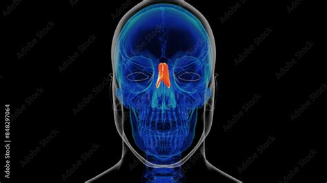 Human skeleton nasal bone anatomy 3D rendering Stock Illustration ...