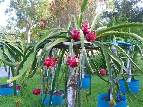 Delight Dragon Fruit Pink Flesh Variety From Spicy Exotics