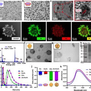 Characterization Of EV Pd Pt Nanoparticles TEM Images Of Pd A And