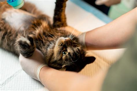 Understanding Utis In Cats Thcv