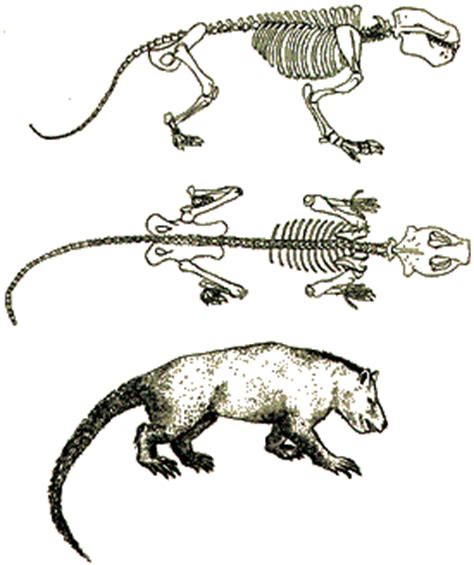 Palaeos Vertebrates: Archaic Mammals: Taeniodonta