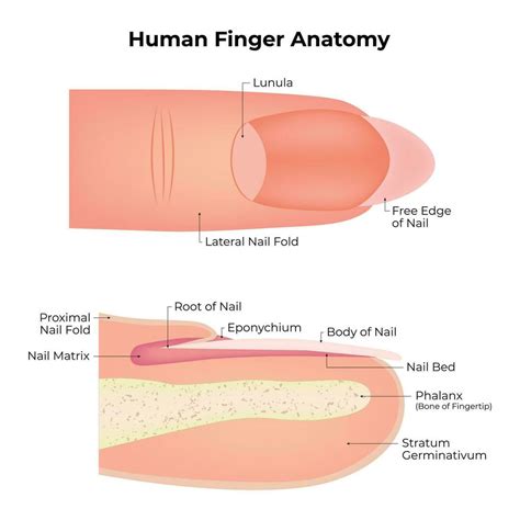 Human FInger Anatomy Science Design Vector Illustration Diagram ...