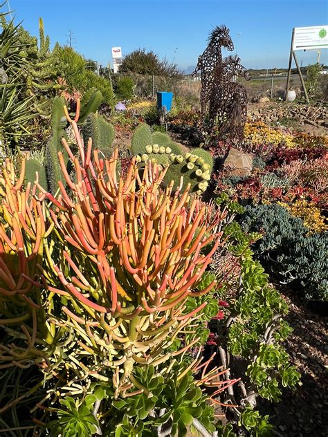 Euphorbia Tirucalli "Firesticks" | Namib Garden cc