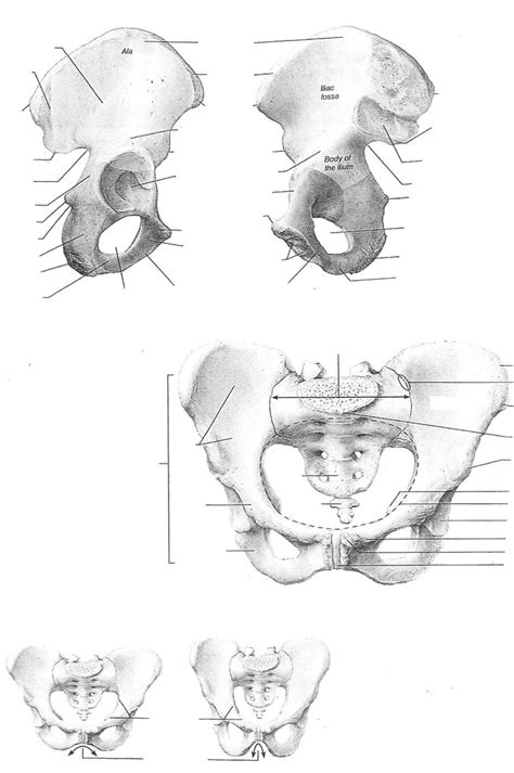 Pelvic Girdle And Ilium And Coxal Bone Diagram Quizlet