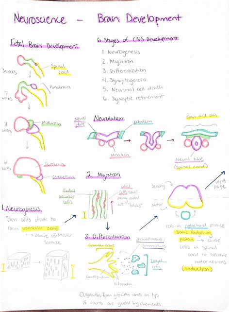 Nsc Brain Development Nsc Studocu