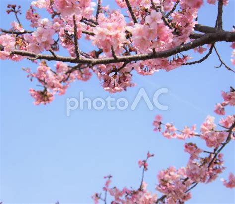 桜の花と青空 No 23640641｜写真素材なら「写真ac」無料（フリー）ダウンロードok