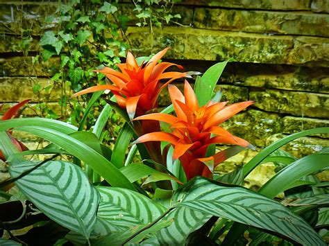 images nature blossom structure leaf flower bloom jungle