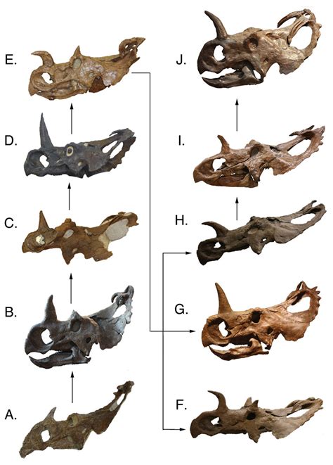 Craniofacial Ontogeny In Centrosaurus Apertus Peerj