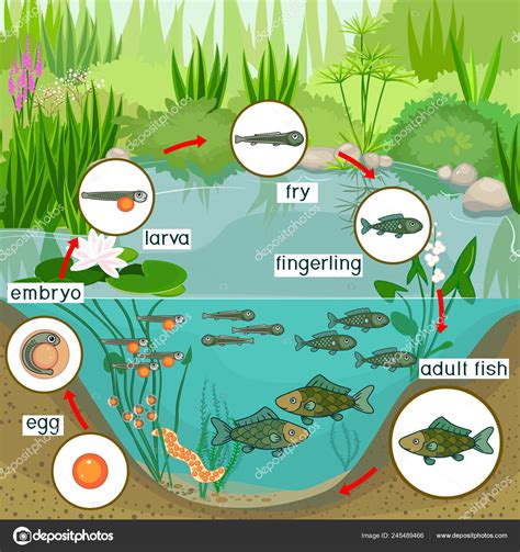 Ecosystem Pond Fish Life Cycle Sequence Stages Development, 56% OFF