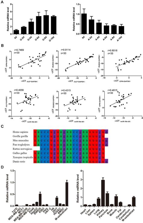 Figure From Mirna B Reciprocally Stimulates Osteogenesis And