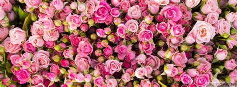 Pink Roses Girly Facebook Cover Photo