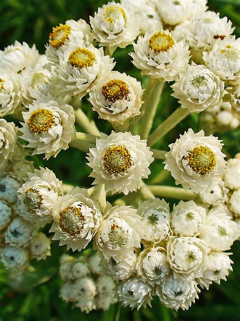 Großblütige silberimmortelle Gartenjournal net