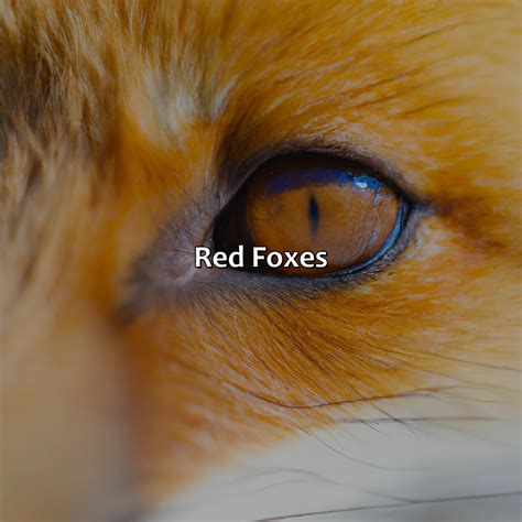 What Color Are Foxes Eyes